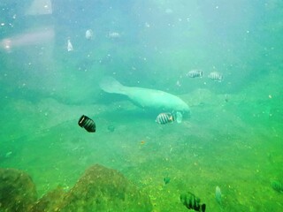 Fototapeta premium moss, nature, green, tree, forest, plant, macro, stone, grass, closeup, wood, leaf, rock, mossy, lichen, old, autumn, spring, wet, natural, abstract, leaves, branch, outdoor, flora
