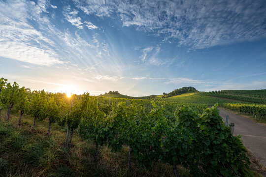 Panorama in den Weinbergen im Remstal bei Stuttgart