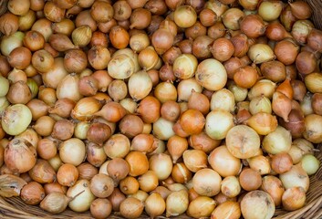 a closeup of many small onions and background of onions