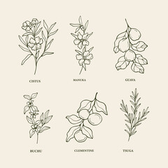 Hand drawn essential oil plants and medicinal herbs - obrazy, fototapety, plakaty