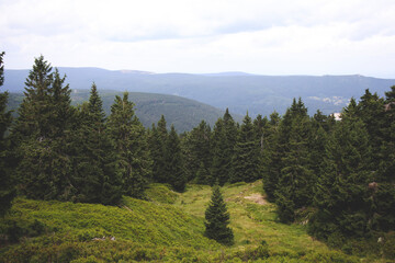 forest in the mountains