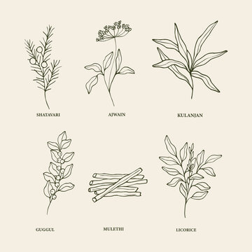 Hand drawn medicinal plants and ayurvedic herbs