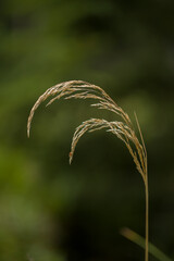 close up of wheat ears