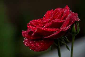 Near view of a red rose full of rain drops