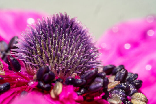 Ultra macro of an anemones blossom