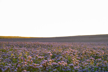 Purple field with phacelia flowers at sunset