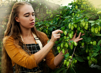 Female farmer harvests hops. Beautiful blonde with long hair stands near a hop bush.Home brewing.