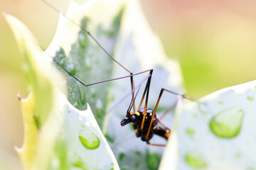 Insecton a green leaf