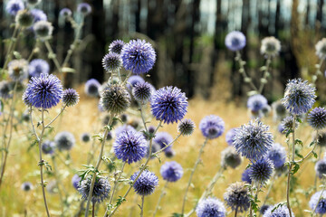 Blue round thorn flowers against the backdrop of the forest close-up.