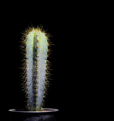 cactus isolated on black