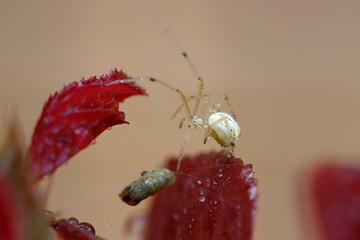 Green spider on a red leaf