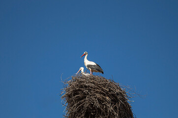 white stork in nest