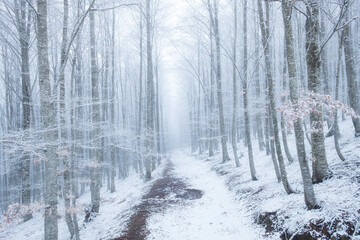 Footpath through a foggy beech forest in winter, Spain