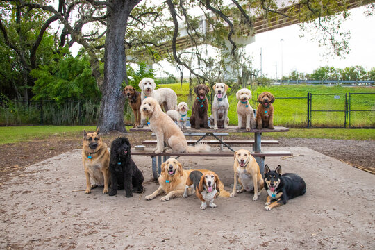 Group of fourteen dogs sitting on a bench and table in the park, Florida, USA