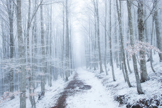Footpath through a foggy beech forest in winter, Spain
