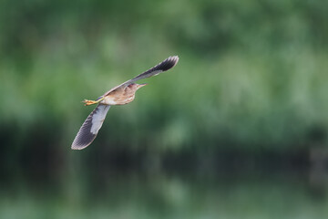 緑を背景に飛ぶ鳥