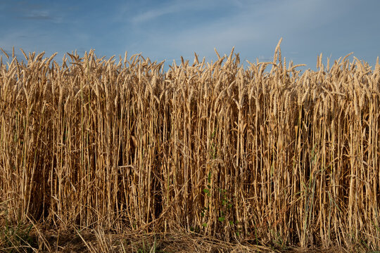 Close-up of wheat growing in a field, France