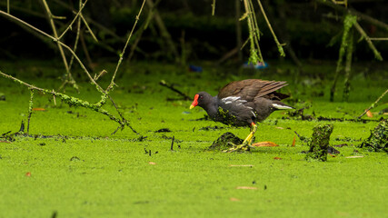 Common moorhen in swamp