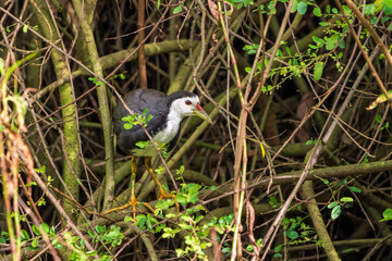  white-breasted waterhen (Amaurornis phoenicurus)