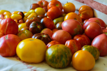 beautiful tomatoes on the table, healthy diet, autumn harvest, tomatoes of different shapes and colors