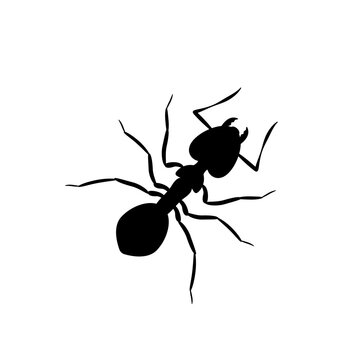 Big black ant silhouette. An insect with six legs and powerful jaws. It is eaten as toasted snack with vector salt