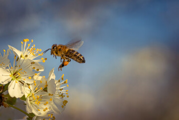 Latająca pszczoła na niebieskim tle - obrazy, fototapety, plakaty