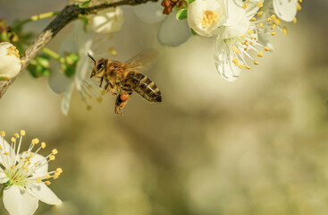 Latająca pszczoła białe kwiaty  - obrazy, fototapety, plakaty