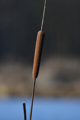 cattail close up
