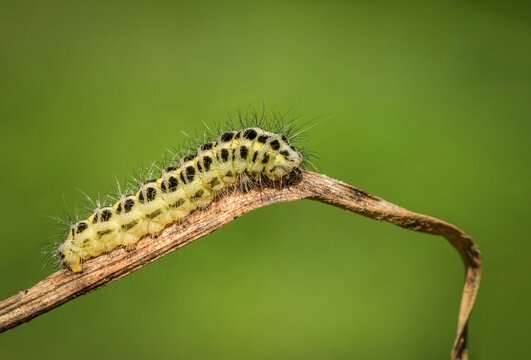 Gąsienica larwa na uschniętej trawie 