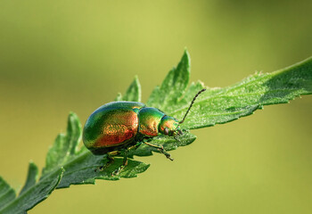 kolorowy chrząszcz na liściu 