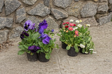 a lot of black plastic flowerpots with colored flowers stand on gray ground near a stone wall on the street