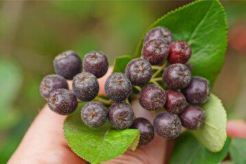 hand holding black red unripe berries on a thin branch of a bush with green leaves in nature
