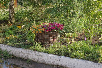 red yellow flowers in a brown wicker basket flowerpot stands in green grass near a white border on the street