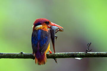 Oriental dwarf kingfisher (Ceyx erithaca) or three-toed kingfisher with skink kill seen at Chiplun...