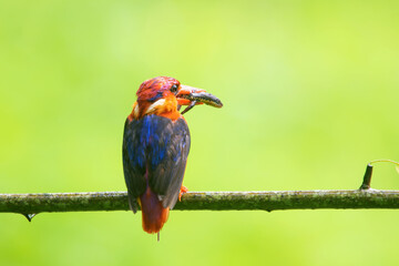 Oriental dwarf kingfisher (Ceyx erithaca) or three-toed kingfisher with skink kill seen at Chiplun in Maharashtra, India