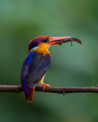 Oriental dwarf kingfisher (Ceyx erithaca) or three-toed kingfisher with skink kill seen at Chiplun in Maharashtra, India