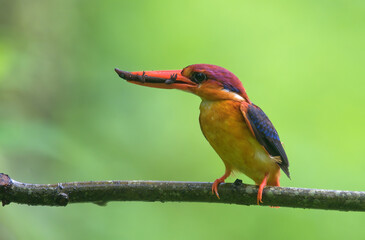 Oriental dwarf kingfisher (Ceyx erithaca) or three-toed kingfisher with skink kill seen at Chiplun in Maharashtra, India