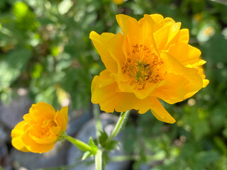 Various flowers and tropical plants in the University of Zurich or Botanischer Garten der Universität Zürich (Botanischer Garten der Universitaet Zuerich, Schweiz), Switzerland