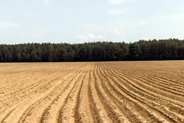 Fototapeta na wymiar A field with furrows in which potatoes grow