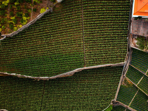 Aerial view of a banana plantation on Madeira Island, Portugal..