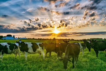 Cows at sunrise in farm pasture