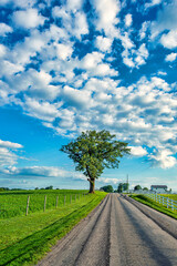 Fototapeta na wymiar Vertical Image of Lone Tree on Rural Road