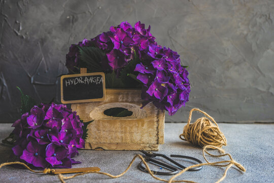 Purple hydrangea flowers on a table with scissors and string