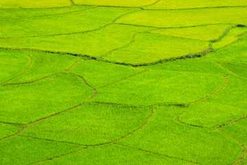 Landscapes rice field, Beautiful green rice field  in rain season, High angle view