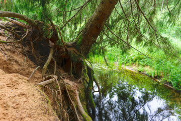 Obraz premium summer landscape with sandstone rock outcrop on the bank of a small wild river, tree-lined river bank
