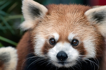 Close-up portrait of a red panda, Indonesia