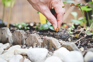 Close-up of a person's hand planting a seed in the soil