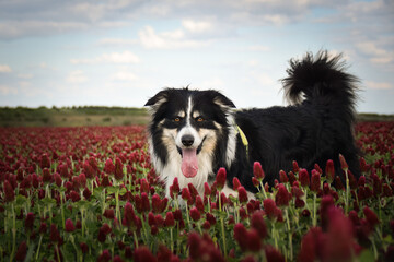 Border collie is standing in crimson clover. He has so funny face he is smilling