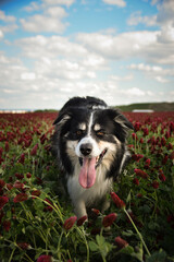 Border collie is running in crimson clover. He has so funny face he is smilling