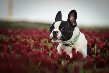 French buldog is jumping in crimson clover. He has so funny face he is smilling - obrazy, fototapety, plakaty